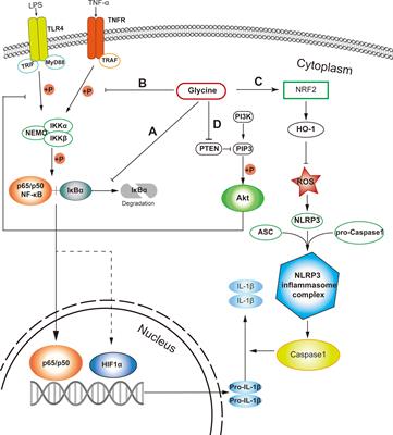 Glycinergic Signaling in Macrophages and Its Application in Macrophage-Associated Diseases